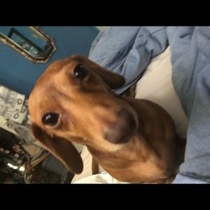 Meet your Posher, Barbara